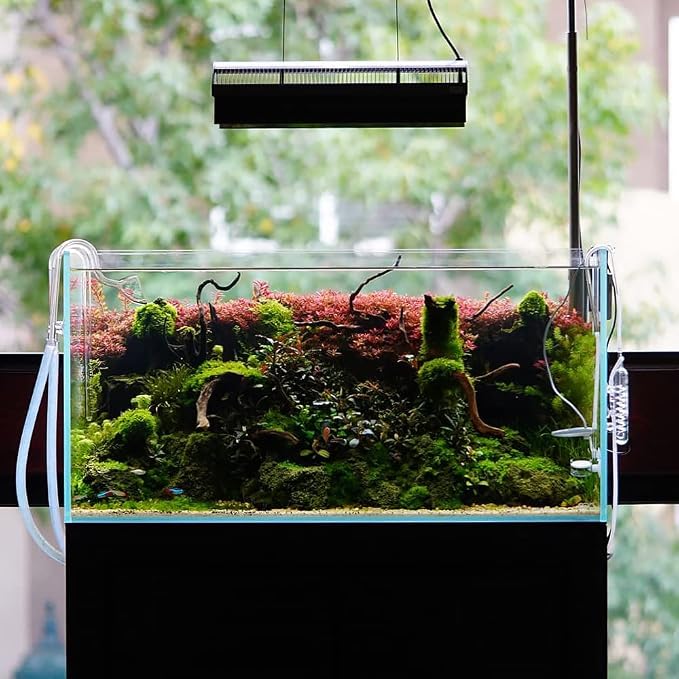 Java Moss Live Aquarium Plant - Freshwater Fish Tank Decorations for Natural Decor (Golf Ball)