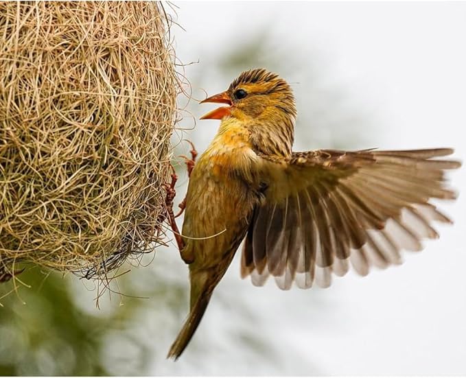 Coconut Fiber for Bird Nests Bird Nesting Material Coconut Bird Nest Finch Coconut Fiber Pet Bedding Substrate for Laying Eggs, Resting Materials, Hummingbird Parakeet Lovebirds