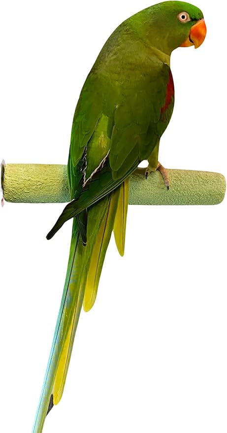 Polly's Pastels Nail Trimming & Beak Conditioning Safety Perch for Cockatiels, Cockatoos, Macaws, Parakeets, Budgies, Parrots and All Other Birds (Green, Large-1 1/2