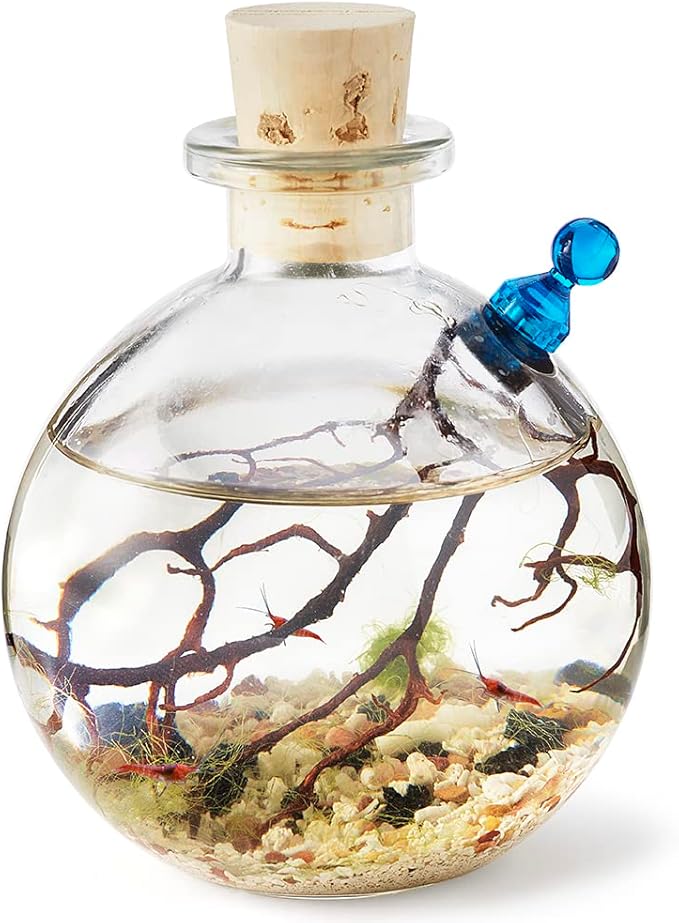 Shrimp Bubble Self-Sustaining Ecosystem - Natural. Contains Live Opae Ula Shrimp