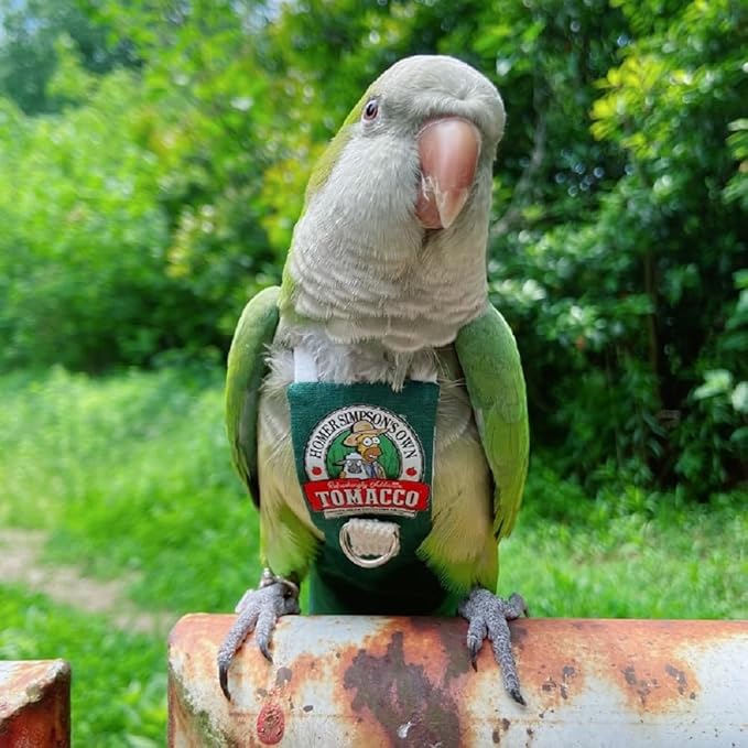 PARREN Bird Clothes Parrot diapers bird flight suits, reusable waterproof diapers pet bird supplies (XL), Green
