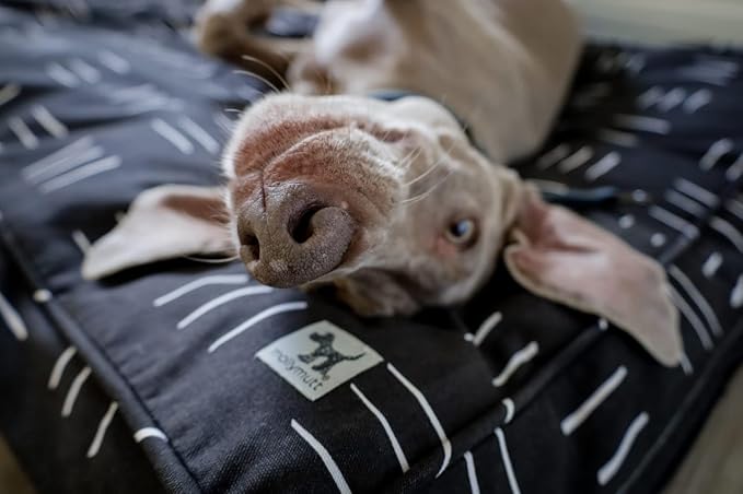 Molly Mutt Small Dog Bed Cover - Dreams - Measures 22"X27"X5"- 100% Cotton - Durable - Breathable - Sustainable - Machine Washable Dog Bed Cover