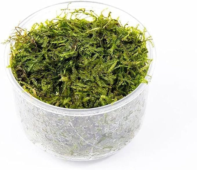 Java Moss Live Aquarium Plant - Freshwater Fish Tank Decorations for Natural Decor (Large Cup)