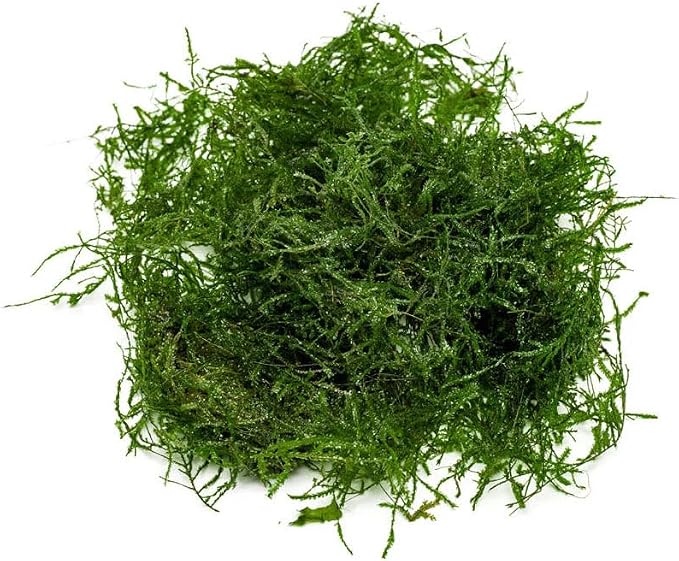 Live Aquarium Plants on Driftwood, Lava Rock, Moss, Fiber Mat - Freshwater Fish Tanks - Easy, Beginner Friendly (Spiky Moss, (Golfball))
