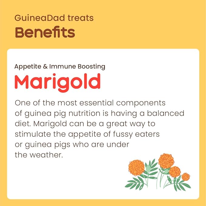 GuineaDad Organic Guinea Pig Herbal Treats - Guinea Pig Food with Convenient Packaging - Marigold Flavor - 16 fl. oz - Guinea Pig Treats Help with Bonding - High in Nutrition, Immune Support - Large