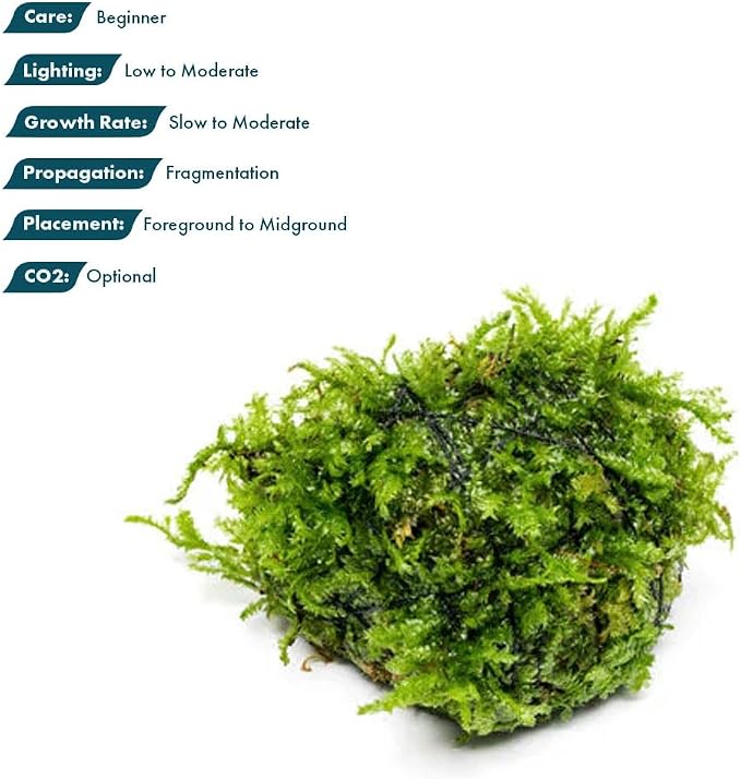 Live Planted Decor - Christmas Moss (Vesicularia montagnei) on Lava Stone - Low Light, Green Accent Freshwater Aquatic Plant, Foreground Aquarium Placement for Aquascaping - 1 Pack