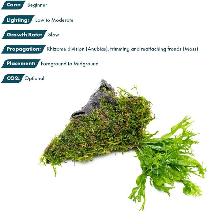 Live Aquarium Plants on Driftwood - Java Fern Windelov with Moss - Freshwater Fish Tanks - Easy, Beginner Friendly - Driftwood Medium
