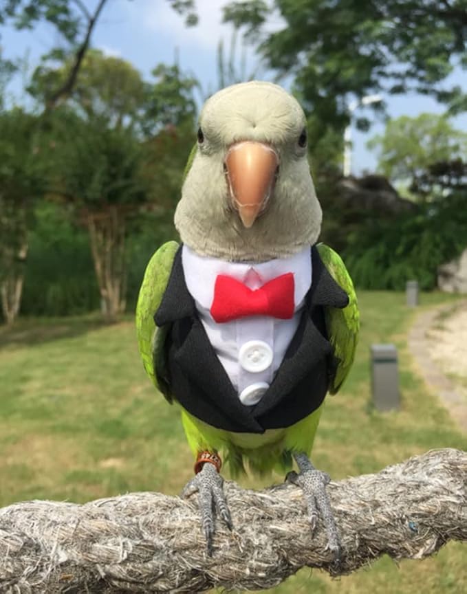 Bird Clothes Birds Flight Suit,Tuxedo Business Suit for Parrots African Greys Parakeet Cockatiel Sun Conure Christmas Party Birthday Cosplay Photo Prop Small Animals Apparel (2XL,Black Suit)