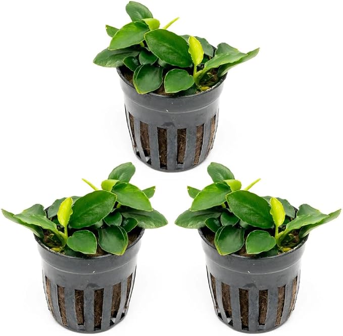 Anubias Live Aquarium Plants - Potted Freshwater Plant for Fish Tanks, Terrariums - Beginner Friendly Low Light (Nana Long Wavy, 3 Pots)