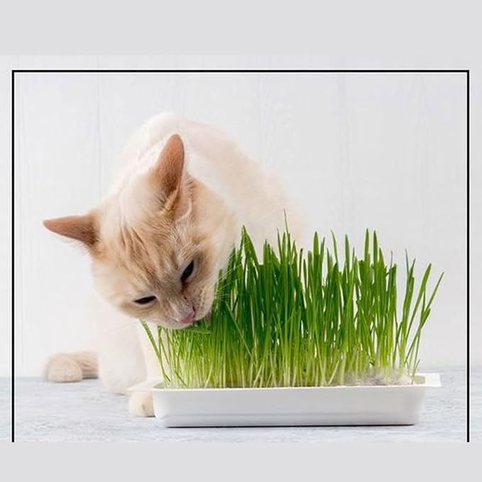Chia Pet Kitty Cat Grass, Decorative Pottery Planter, Easy to Do and Fun to Grow, Novelty Gift, Perfect for Any Occasion