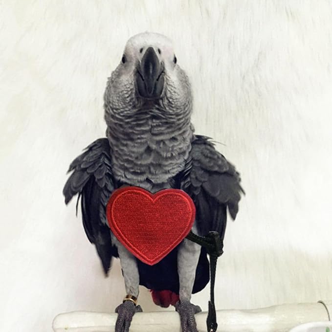 Adjustable Birds Harness and Leash Parrot Harness Leash Training Supplies Pet Anti-bite Outdoor Flying Rope for Conures Budgerigar Lovebird Cockatiel Mynah (XS)