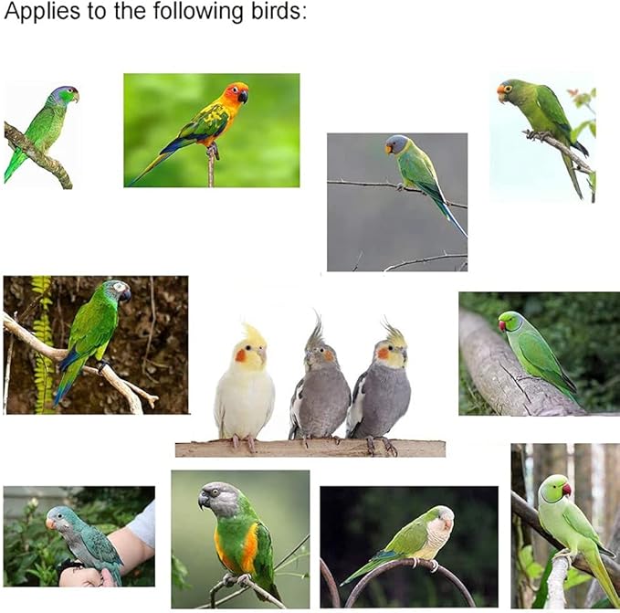 Birds Adjustable Harness and Leash, Parrot Outdoor Flying Training Traction Rope Straps with Cute Wing for Small Animal Birds, Parrots, Pigeons, Lizard, Turtles (L,Green)