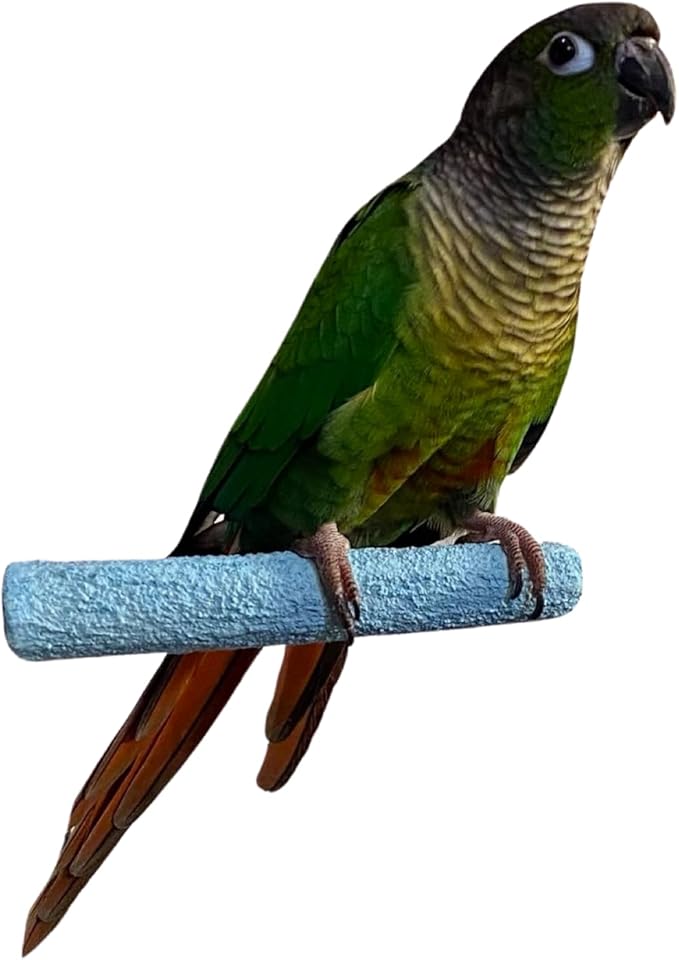 Polly's Pastels Nail Trimming & Beak Conditioning Safety Perch for Cockatiels, Cockatoos, Macaws, Parakeets, Budgies, Parrots and All Other Birds (Blue, Baby medium-3/4 Dia. x 5" Long)