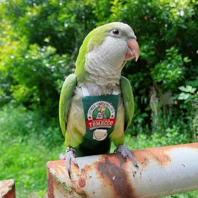 Bird Clothes Parrot diapers bird flight suits, reusable waterproof diapers pet bird supplies (2XL)