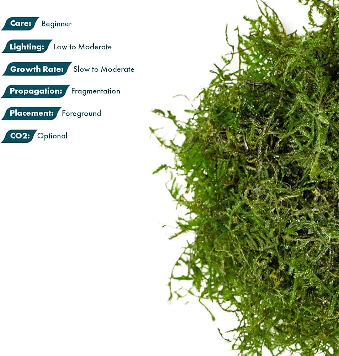 Java Moss Live Aquarium Plant - Freshwater Fish Tank Decorations for Natural Decor (Golf Ball)