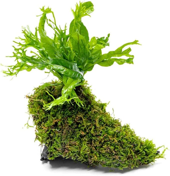 Live Aquarium Plants on Driftwood - Java Fern Windelov with Moss - Freshwater Fish Tanks - Easy, Beginner Friendly - Driftwood Medium