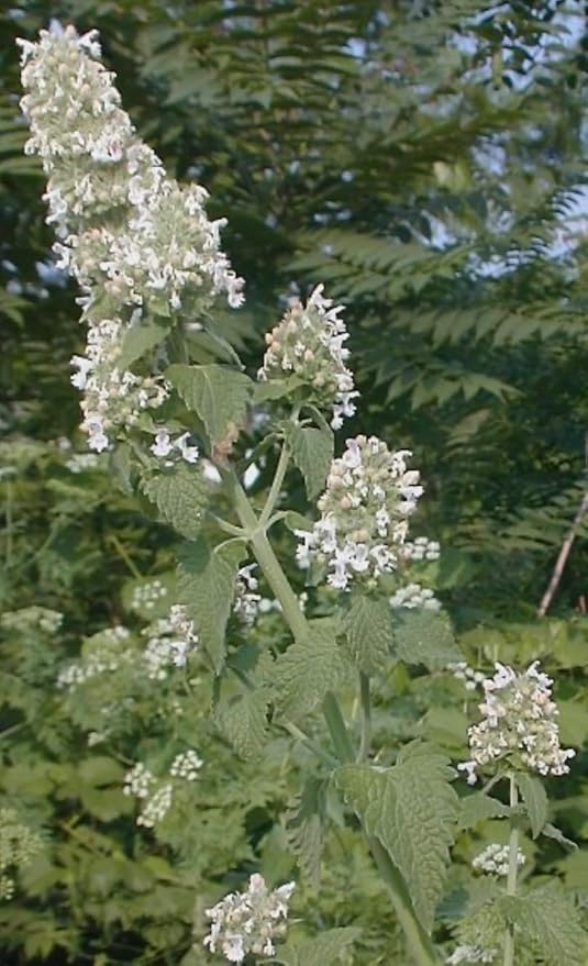 Catnip Leaf 100% Naural Grown Herb, Freshly Cut from Field. 100g/3.5oz Bags.