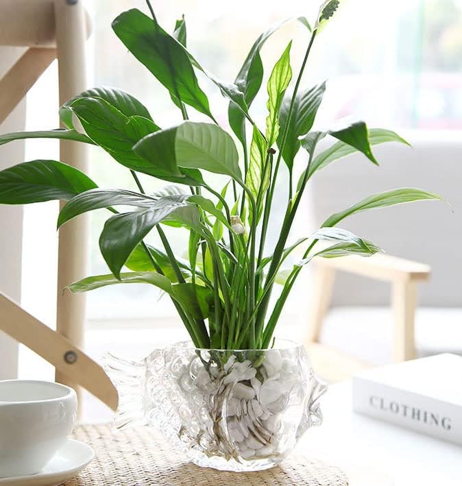MLAQLS Fish Glass Bowl Multipurpose Living Room Turtle Tank Office Decoration Craft Ornaments Hydroponic Plant Utensils for Office,Living Room,Party,Restaurant