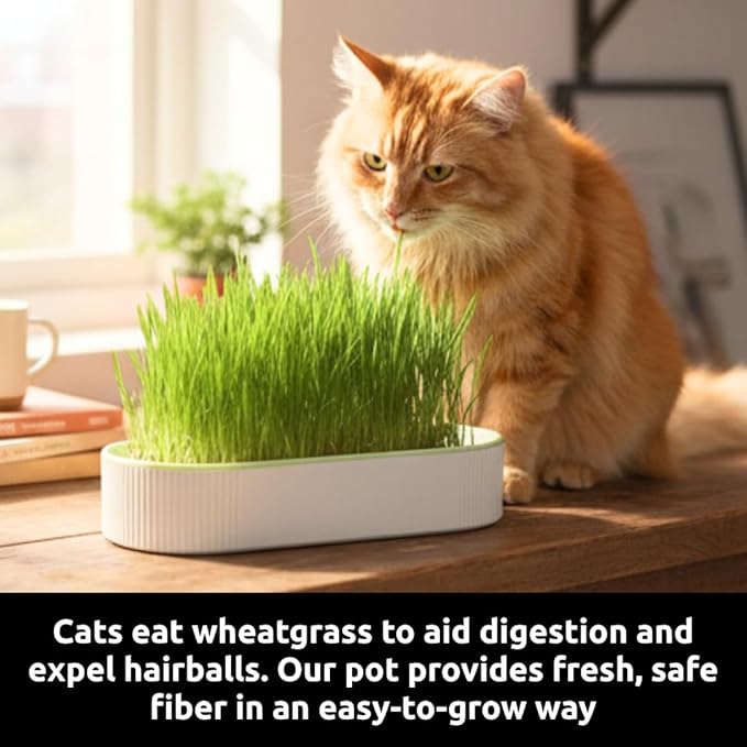 2 Hydroponic Growing Planters for Gardeners - Indoor Home Soil-Free Planter for Cat Grass, Herbs & Microgreens – Sprouting Container - Office Gift Exchange - No Seeds Included (2)