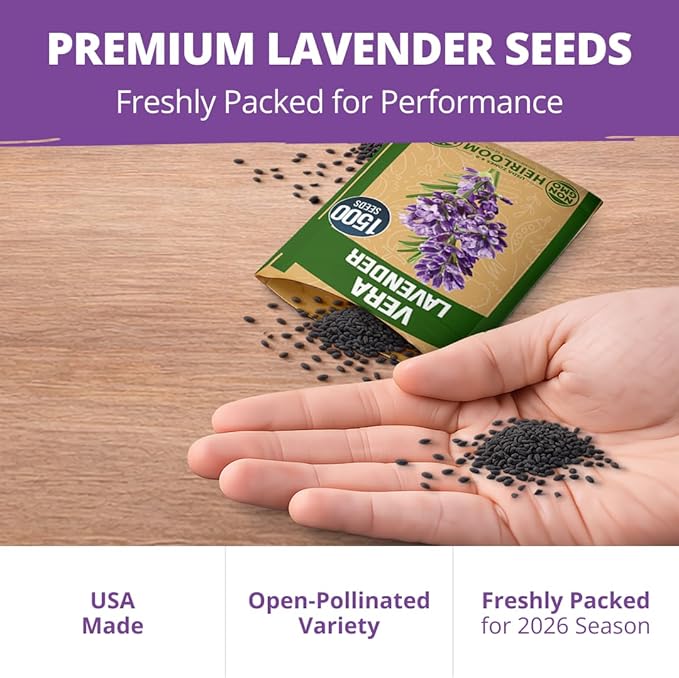 HOME GROWN Non GMO English Lavender Seeds 3,000+ Wildflower Seed for Planting Indoor/Outdoor, High Germination, Plant Flower Seeds (Lavandula antustifolia)