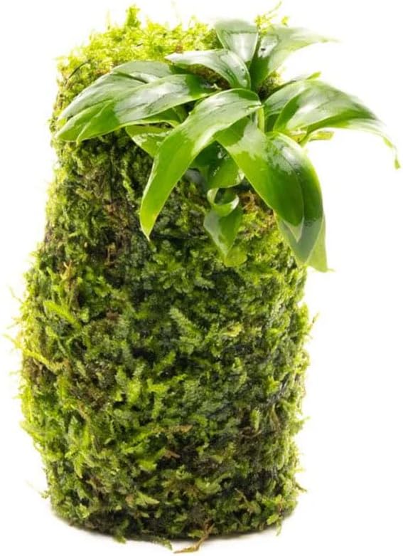 Live Planted Decor - Anubias Minima on Christmas Moss Tower - Deep and Bright Green Freshwater Aquatic Plant, Low Light, Foreground to Midground Tank Placement for Aquascaping - 1 Pack