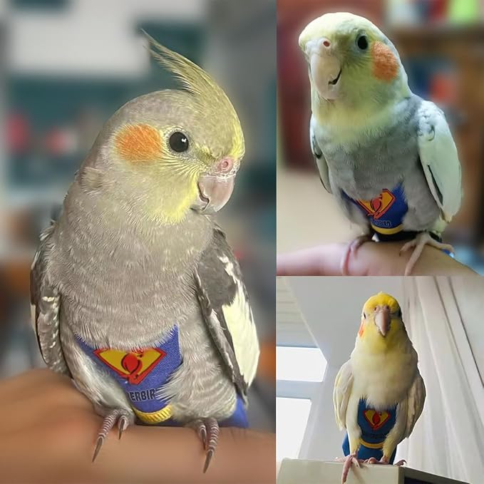 Parrot Flight Suit Diaper (Without Leash) - Reusable Bird Diaper for Budgies, Lovebirds, Cockatiels, and More - Fabric Bird Suit (Blue Superman-M)
