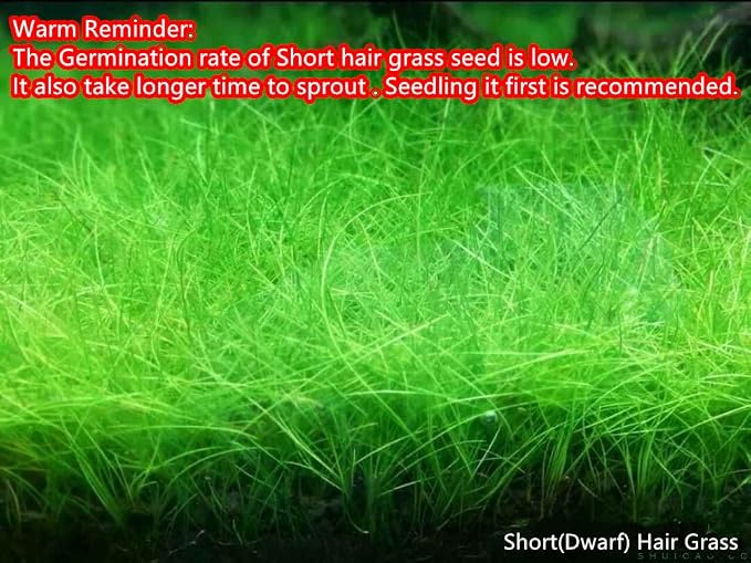 4 Bags Aquarium Plant S.e.e.ds, not Artificial Plastic Plant, Fish Tank Live Grass for All Substrate (0.36ozTiny+0.36oz Long+0.36oz Short+0.36oz Big Dual) ZQV-010