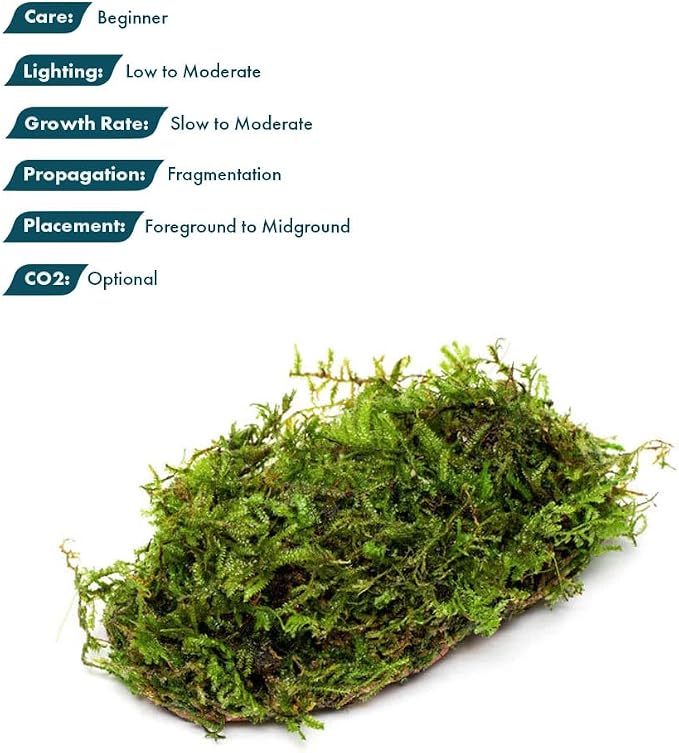 Live Planted Decor - Christmas Moss (Vesicularia montagnei) on Clay - Low Light, Green Accent Freshwater Aquatic Plant, Foreground to Midground Placement for Aquascaping - 1 Pack