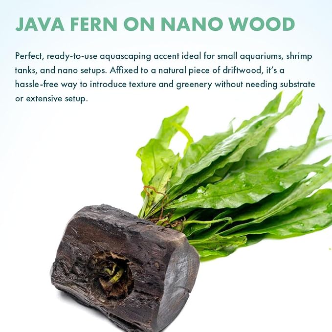 Live Planted Decor - Java Fern on Nano Wood - Midground Rhizome Plant for Aquascaping, Aquarium Decor