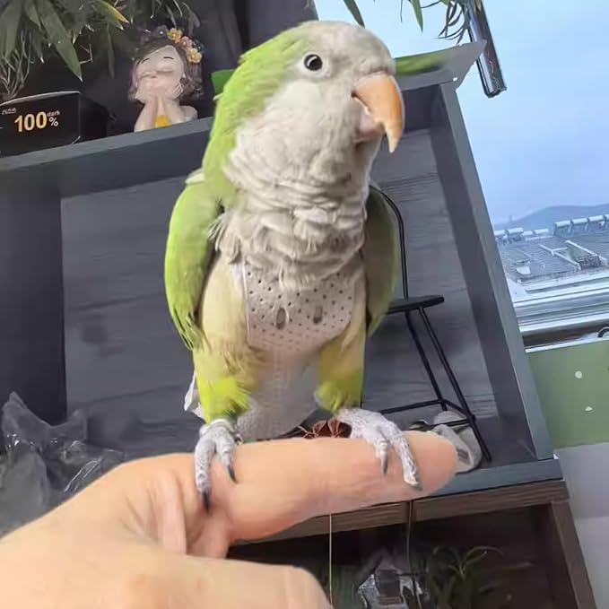 Premium Genuine Cowhide Bird Flight Harness Anti Bite Breathable Parrot Diaper Parrot Suit with Leash for Parakeet Conure Quaker Flying Clothes Rope and Handle (Without Leash,Large)