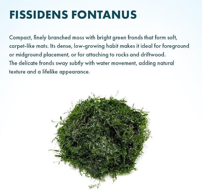 Live Aquarium Plants on Driftwood, Lava Rock, Moss, Fiber Mat - Freshwater Fish Tanks - Easy, Beginner Friendly (Fissidens Fontanus, (One Golfball))