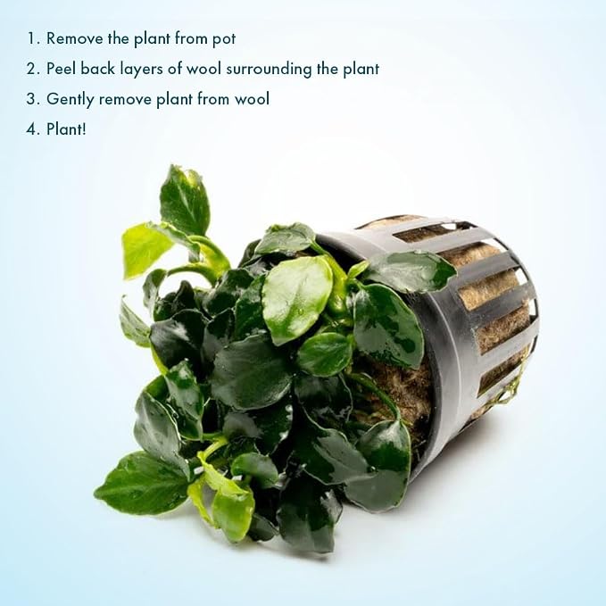 Anubias Live Aquarium Plants - Potted Freshwater Plant for Fish Tanks, Terrariums - Beginner Friendly Low Light (Barteri Dark Angel, 1 Pot)