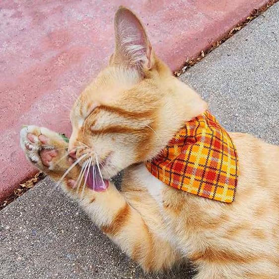 Ultra Joys Breakaway Cat Collar - Boy & Girl Kitten Collar with Bells - Large Orange Plaid Bandana and Bowtie
