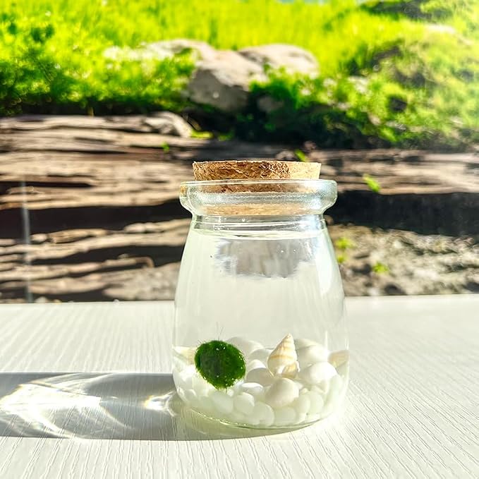 Moss Pet Glass Terrarium Jar Kit with Cork Lid, Mini Desktop Moss Plant Aquarium Decor, Home Ornament Gift