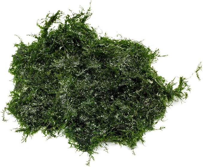 Live Aquarium Plants on Driftwood, Lava Rock, Moss, Fiber Mat - Freshwater Fish Tanks - Easy, Beginner Friendly (Fissidens Fontanus, (One Golfball))