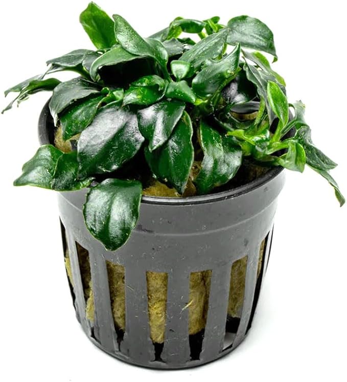 Anubias Live Aquarium Plants - Potted Freshwater Plant for Fish Tanks, Terrariums - Beginner Friendly Low Light (Barteri Dark Angel, 1 Pot)