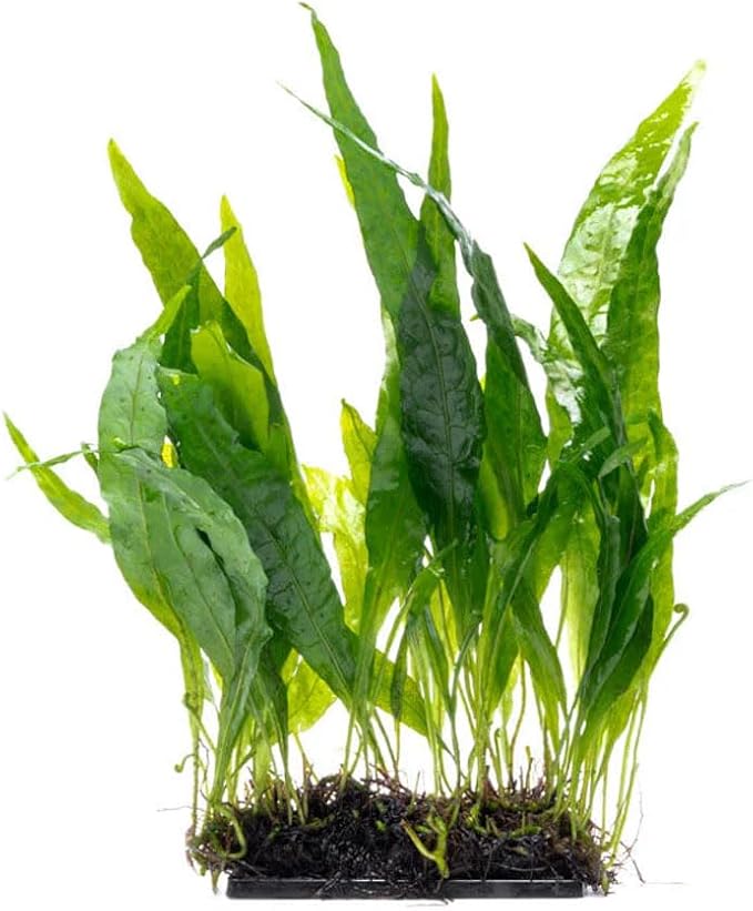 Live Planted Decor - Java Fern 'Narrow' on Plastic Plate - Midground Rhizome Plant for Aquascaping, Aquarium Decor