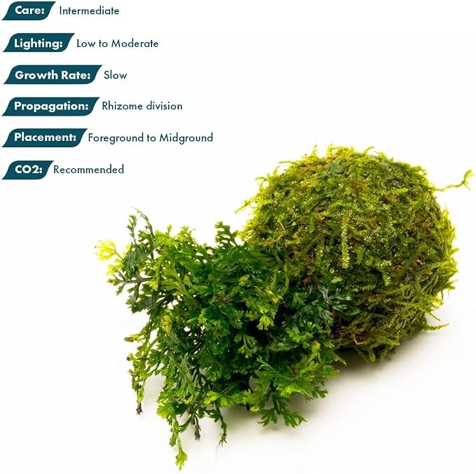 Live Planted Decor - Mini Bolbitis on Clay Moss Ball - Deep Green Fern Leaves Freshwater Aquatic Plant, Low Light, Foreground to Midground Tank Placement for Aquascaping - 1 Pack