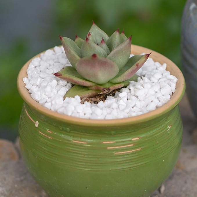 1.1 LB White Succulent Cactus Soil Cover Gravels, Decorative Small Rock | Indoor Plants,Natural Stones for Aquarium Fish Tank,Grow Media Cultivation Hydroponic Pebbles,2-5mm