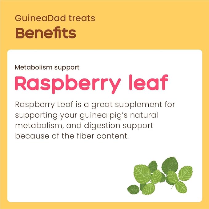 GuineaDad Organic Guinea Pig Herbal Treats - Guinea Pig Food with Convenient Packaging - Raspberry Leaf Flavor - 16 fl. oz - Guinea Pig Treats Help with Bonding - High in Nutrition and Fiber - Large