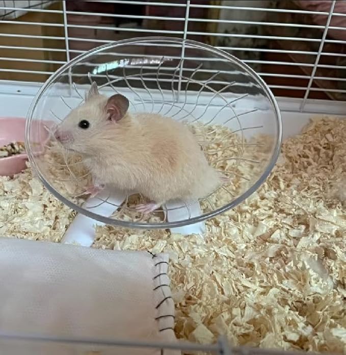 Funny Hermit Crab Running Wheel Climb Toy, Hamster Reptiles Running Flying Wheel Saucer, Cute Running Wheel for Guinea Pig Small Pet Animals Tree Frog Hamster Lizard Salamander Hermit Crab (White)