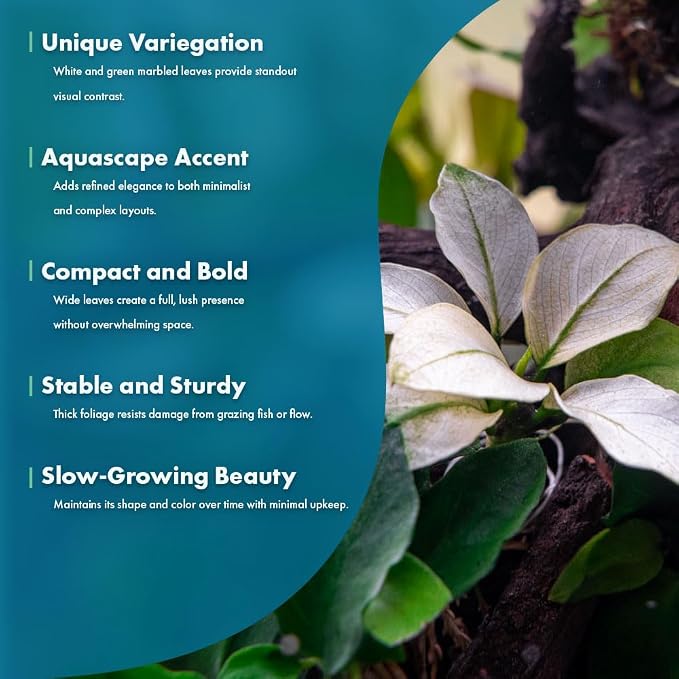 Anubias Barteri White Broadleaf Rare Live Aquarium Plants - Freshwater Fish Tank Decorations