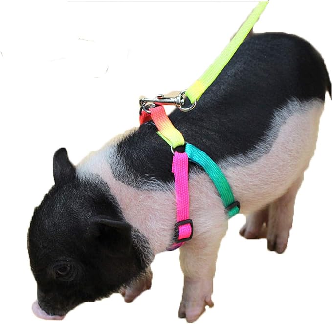 Pig Adjustable Harness Leash for Hog, Ferret, Rabbit, Dog and Similar Small Animals