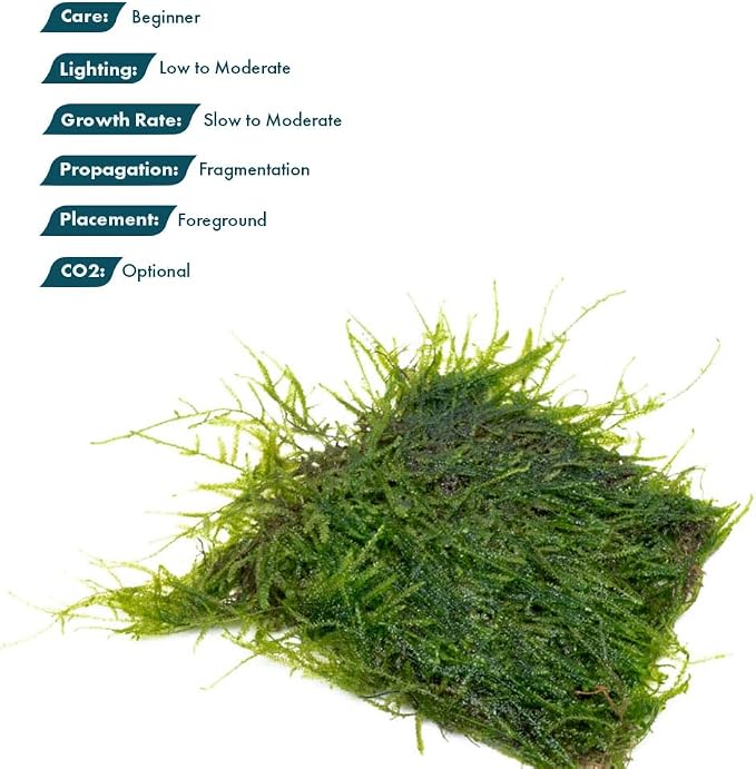 Live Aquarium Plants on Driftwood, Lava Rock, Moss, Fiber Mat - Freshwater Fish Tanks - Easy, Beginner Friendly (Java Moss on Stainless Steel, (1 Pack))