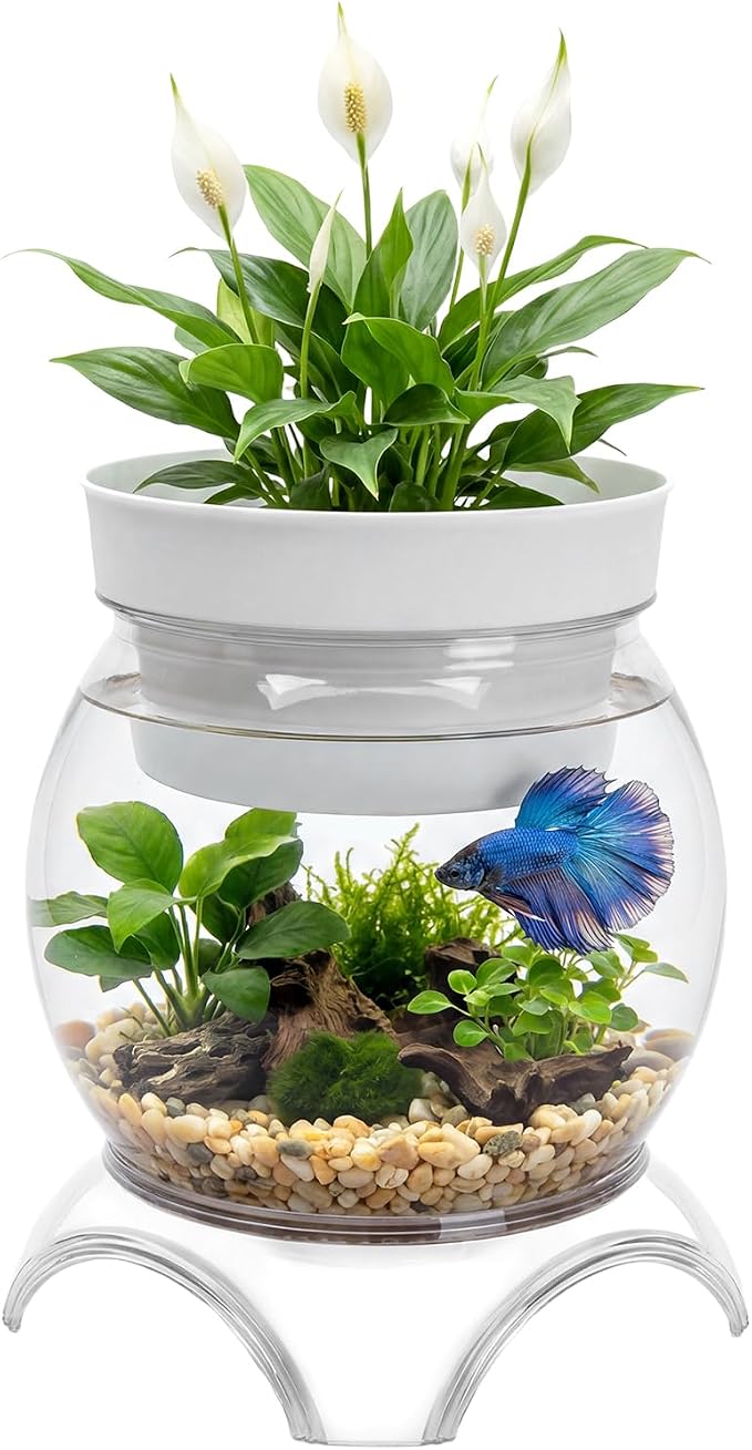 1 Gallon PET Aquaponic Fish Tank Fish Bowl Betta Fish Tank | Clear Aquarium for Betta Fish Reptiles Succulents Flower Vase Betta Fish Centerpiece Present for Home Office Desktop Decors