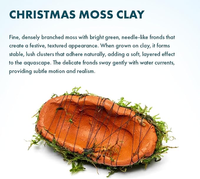 Live Planted Decor - Christmas Moss (Vesicularia montagnei) on Clay - Low Light, Green Accent Freshwater Aquatic Plant, Foreground to Midground Placement for Aquascaping - 1 Pack