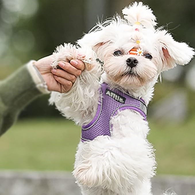 AIITLE Easy Walk Dog Harness and Leash Set - Pet Supply No Pull, Step in Adjustable Dog Harness with Padded Vest, Dog Harness No Choke Over, Easy to Put on Medium Dogs Purple L
