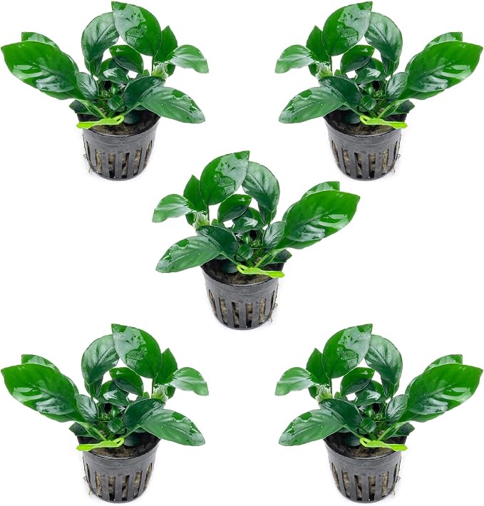 Anubias Live Aquarium Plants - Potted Freshwater Plant for Fish Tanks, Terrariums - Beginner Friendly Low Light (Barteri, 5 Pots)