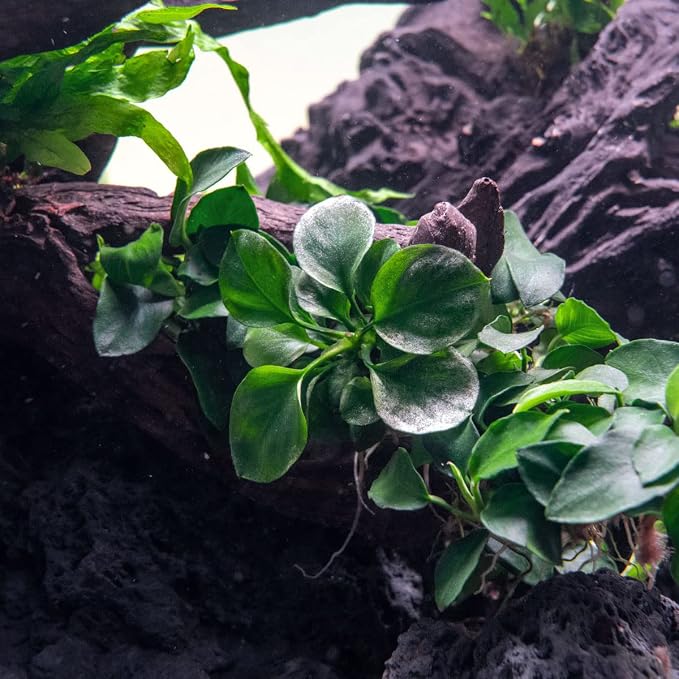 Anubias Live Aquarium Plants - Potted Freshwater Plant for Fish Tanks, Terrariums - Beginner Friendly Low Light (Barteri Round Leaf, 1 Pot)