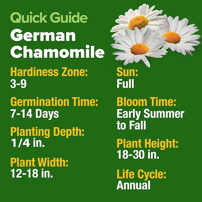 HOME GROWN German Chamomile Seed Pack 2,280 Non GMO Heirloom Seeds for Planting for Sustainable Gardens and Soothing Medicinal Herbal Teas (Matricaria chamomilla)